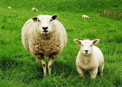 What animals are better off with Triclabendazole?