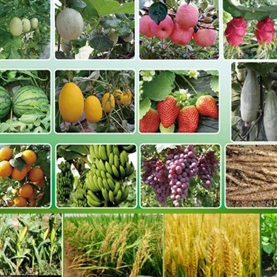 What are the top 5 plant growth regulators?